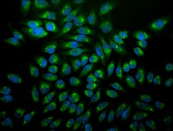 GRP78/HSPA5 Antibody (1H11-1H7), Novus Biologicals 0.1mg; Unlabeled:Antibodies,